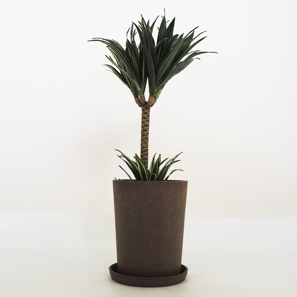 Amazon｜ITANSE ドラセナ コンパクタ 5号 1個売り 観葉植物